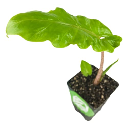 Boa Elephant Ear Live Plant - Alocasia