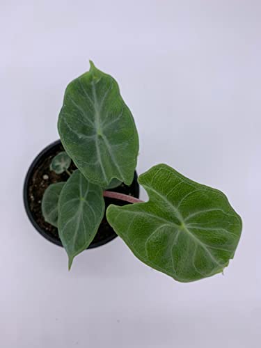 Variegated Ivory Coast Elephant Ear Plant