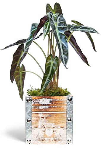 Alocasia Amazonica in 4" Wooden Pot