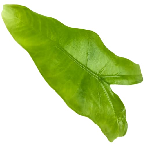 Live Tiger/Zebra Elephant Ear Plant - Alocasia zebrina