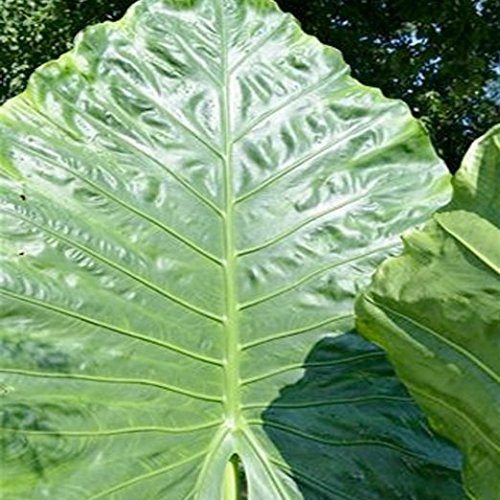 Borneo King Elephant Ear Live Plant - Alocasia