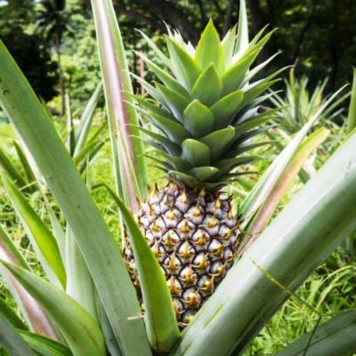 4 White Jade Pineapple Plants