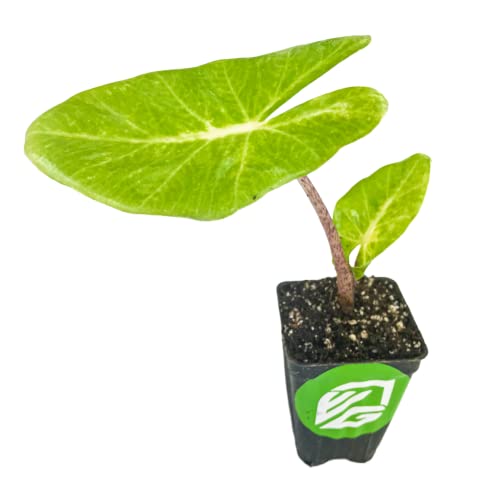 Gold Elephant Ear - Alocasia Plant