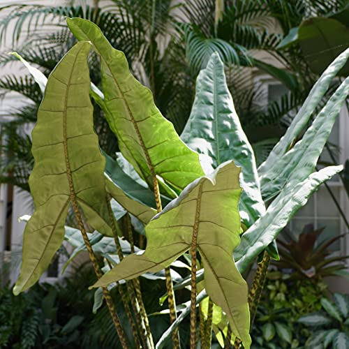 Live Tiger/Zebra Elephant Ear Plant - Alocasia zebrina