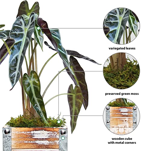 Alocasia Amazonica in 4" Wooden Pot