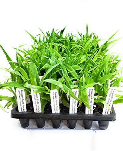 Florida Pineapple Pack: 4 Hello Organics Plants