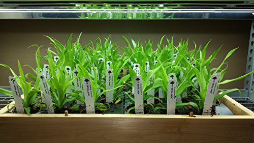 4 White Jade Pineapple Plants