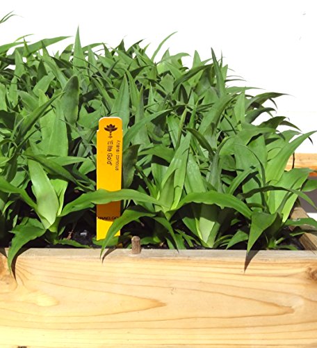 4 Elite Gold Pineapple Plants
