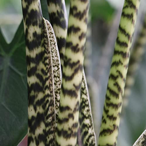 Live Tiger/Zebra Elephant Ear Plant - Alocasia zebrina
