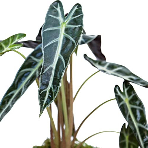Alocasia Amazonica in 4" Wooden Pot