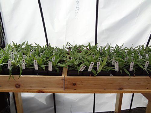 4 White Jade Pineapple Plants