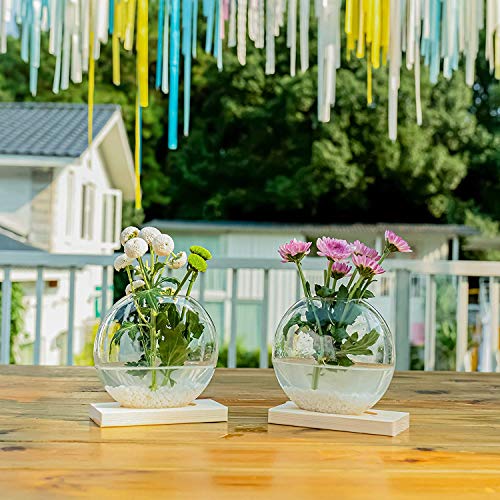 Round Glass Terrariums with Wooden Stand (2-pack)