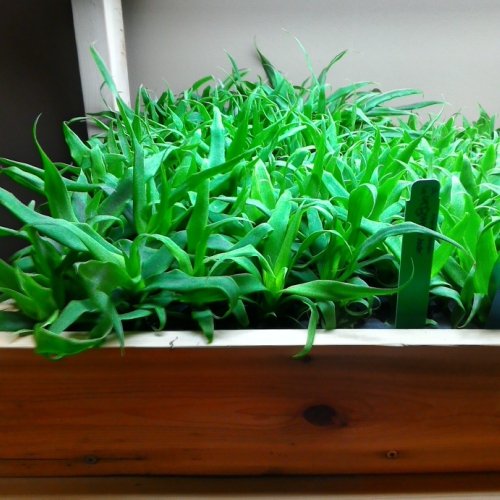 4 White Jade Pineapple Plants