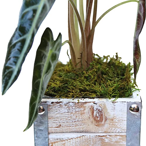 Alocasia Amazonica in 4" Wooden Pot