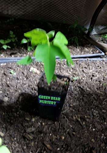 Dwarf Red Lady Papaya Fruit Tree Starter