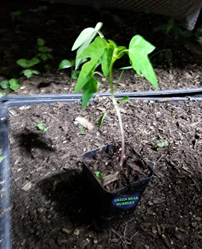 Dwarf Red Lady Papaya Fruit Tree Starter