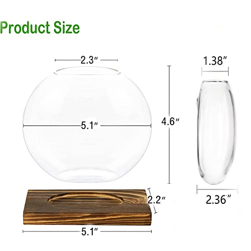 Round Glass Terrariums with Wooden Stand (2-pack)