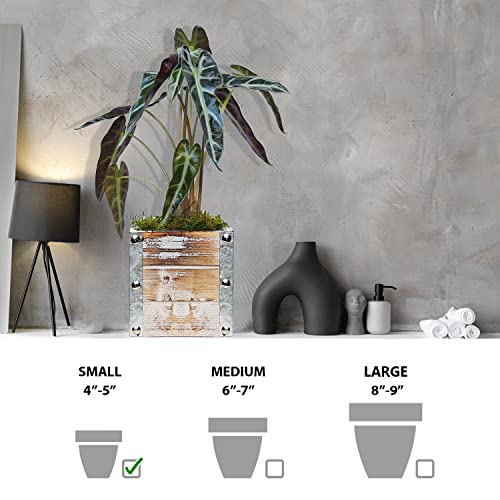 Alocasia Amazonica in 4" Wooden Pot