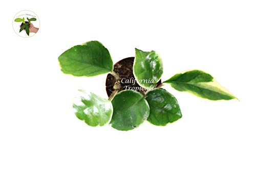 Rare Hoya Tricolor 3" from California Tropicals