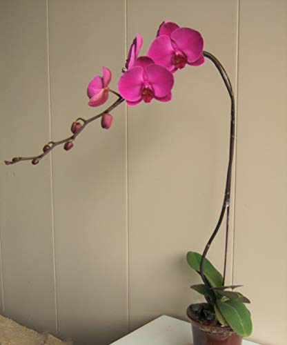 Pink Phalaenopsis Orchids in Black Container