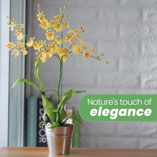 Yellow Oncidium Dancing Lady Orchid Live Plant