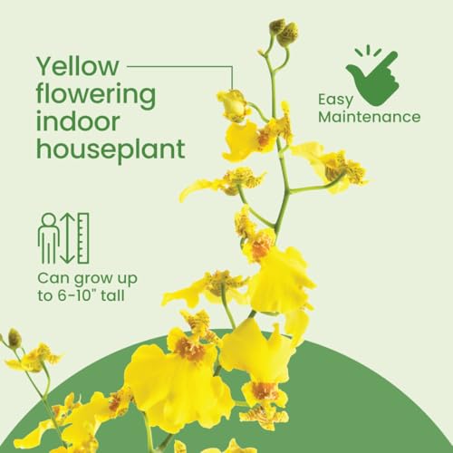 Yellow Oncidium Dancing Lady Orchid Live Plant