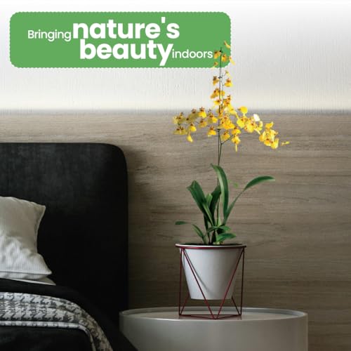 Yellow Oncidium Dancing Lady Orchid Live Plant