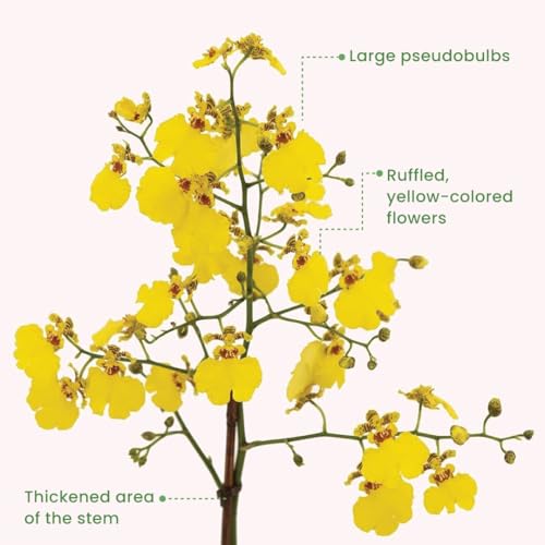 Yellow Oncidium Dancing Lady Orchid Live Plant