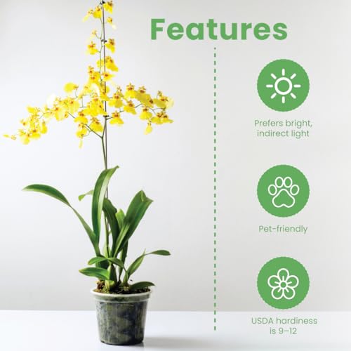Yellow Oncidium Dancing Lady Orchid Live Plant