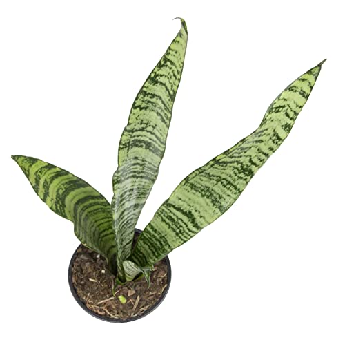 Sansevieria Zeylanica Potted Houseplant