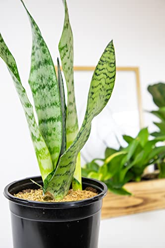 Sansevieria Zeylanica Potted Houseplant