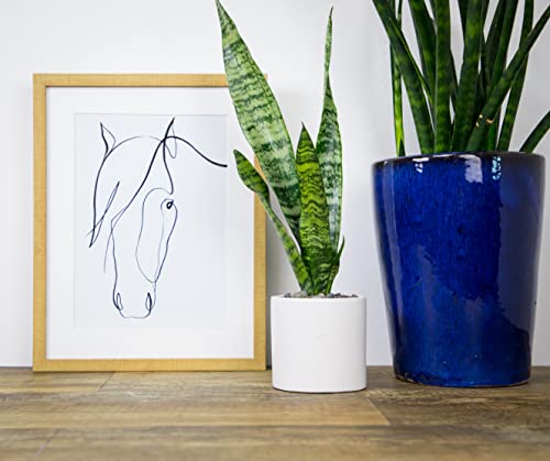 Sansevieria Zeylanica Potted Houseplant