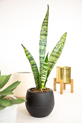 Sansevieria Zeylanica Potted Houseplant