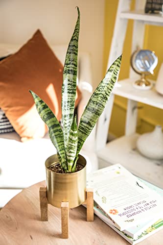 Sansevieria Zeylanica Potted Houseplant