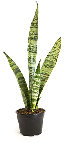 Sansevieria Zeylanica Potted Houseplant