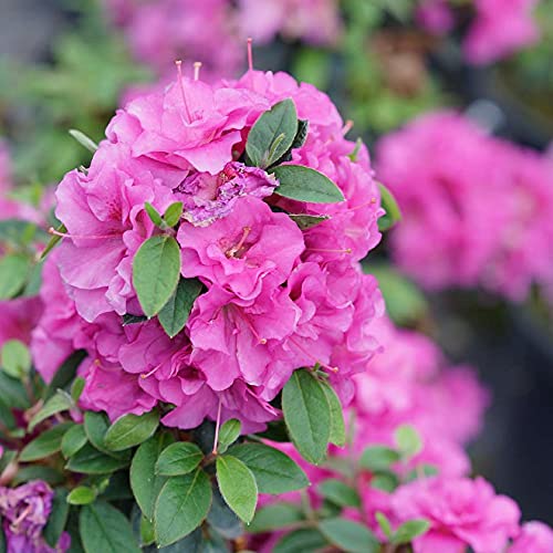 Double Purple Azalea Rhododendron - 4" Pot