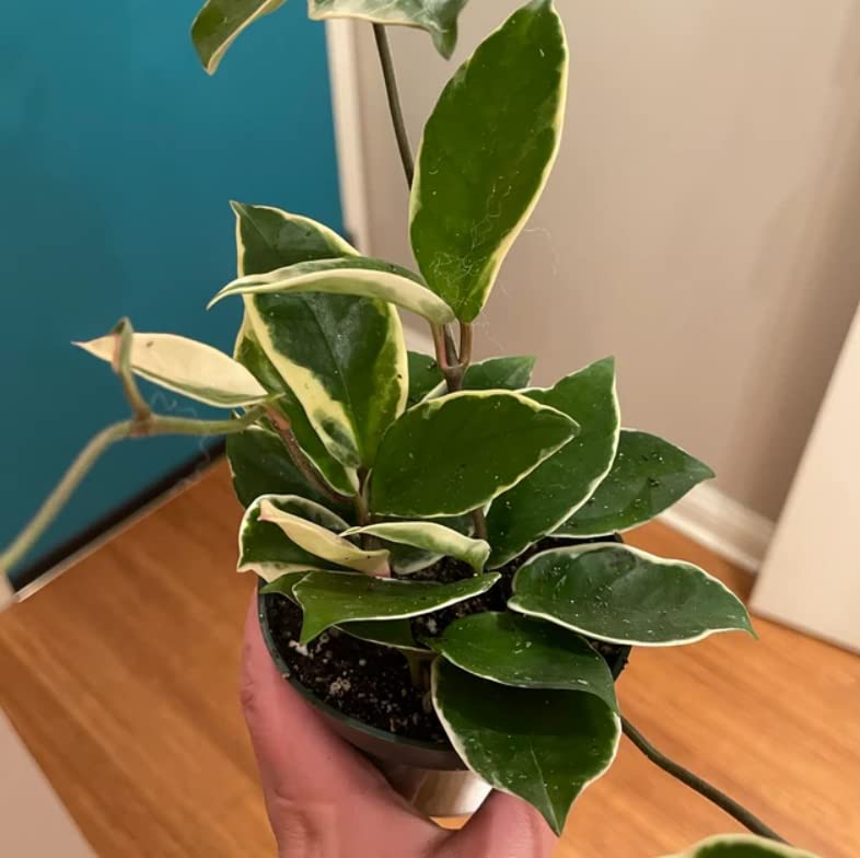 Variegated Tricolor Hoya Plant - Indoor/Outdoor Perennial