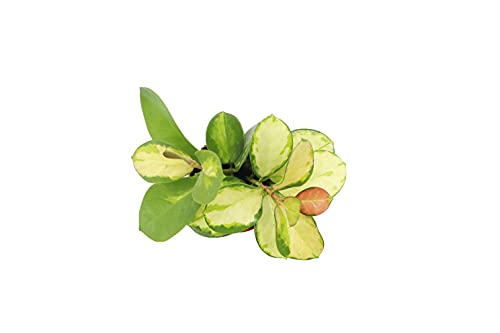 Rare Hoya Australis Lisa - 4" from California Tropicals