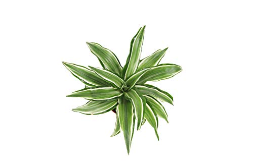 Dracaena White Jewel - 4'' from California Tropicals