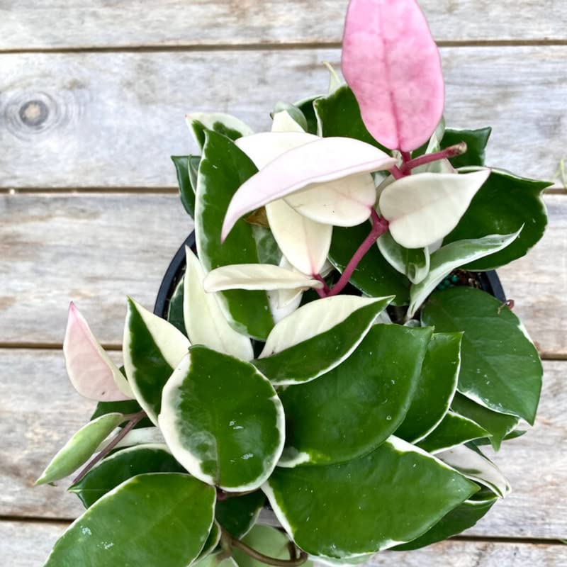 Variegated Tricolor Hoya Plant - Indoor/Outdoor Perennial