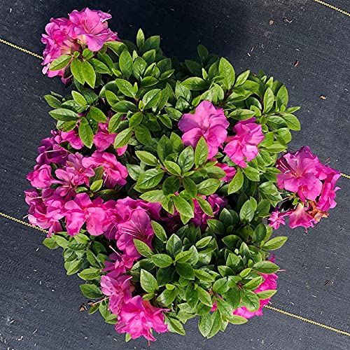 Double Purple Azalea Rhododendron - 4" Pot