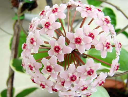 Variegated Tricolor Hoya Plant - Indoor/Outdoor Perennial