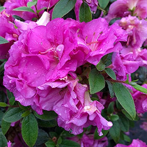 Double Purple Azalea Rhododendron - 4" Pot