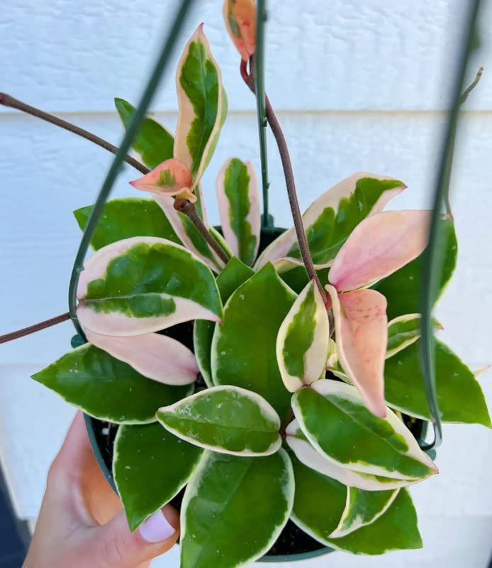 Variegated Tricolor Hoya Plant - Indoor/Outdoor Perennial