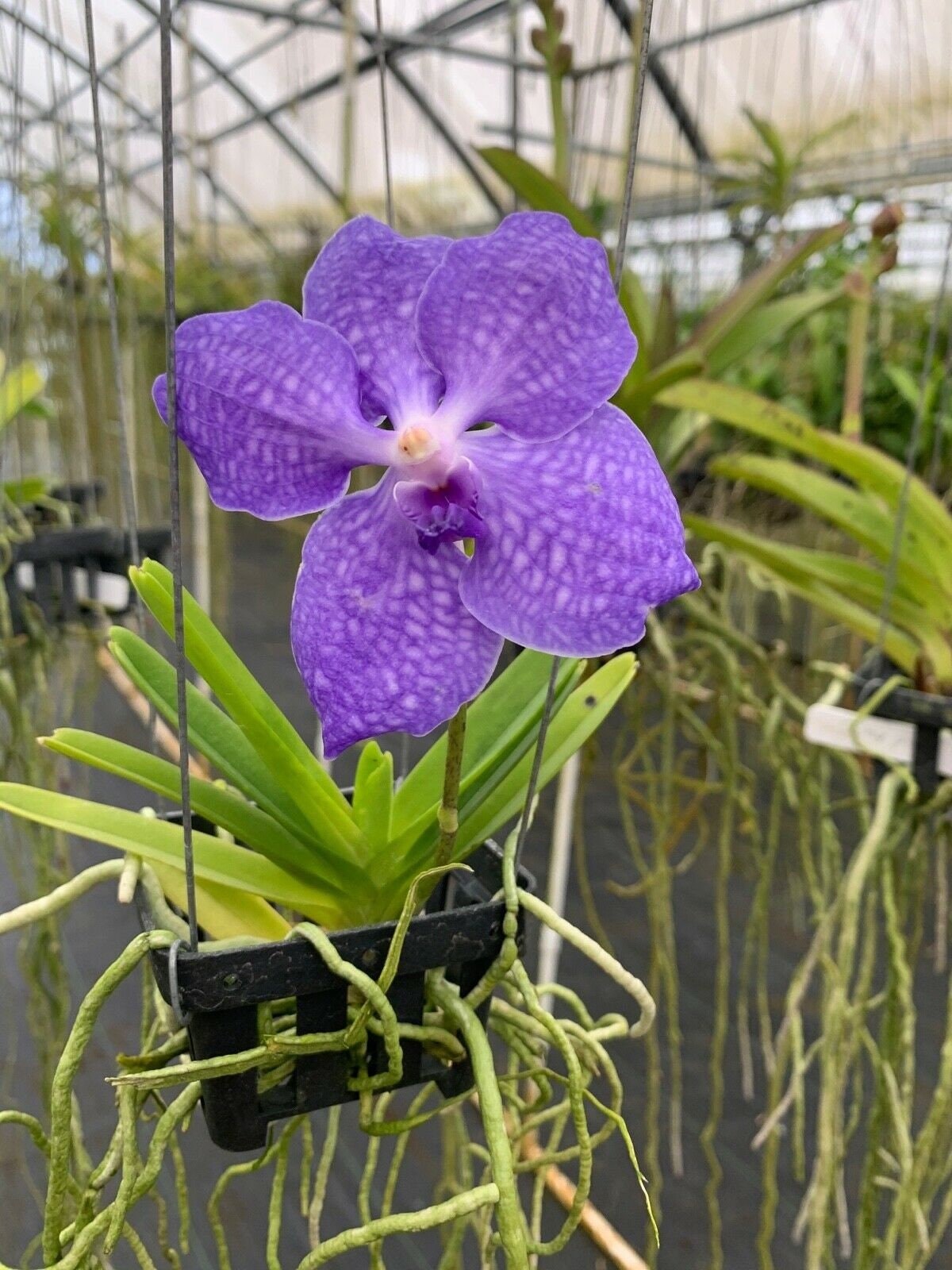 Hawaiian Vanda Orchid with Exotic Flowers