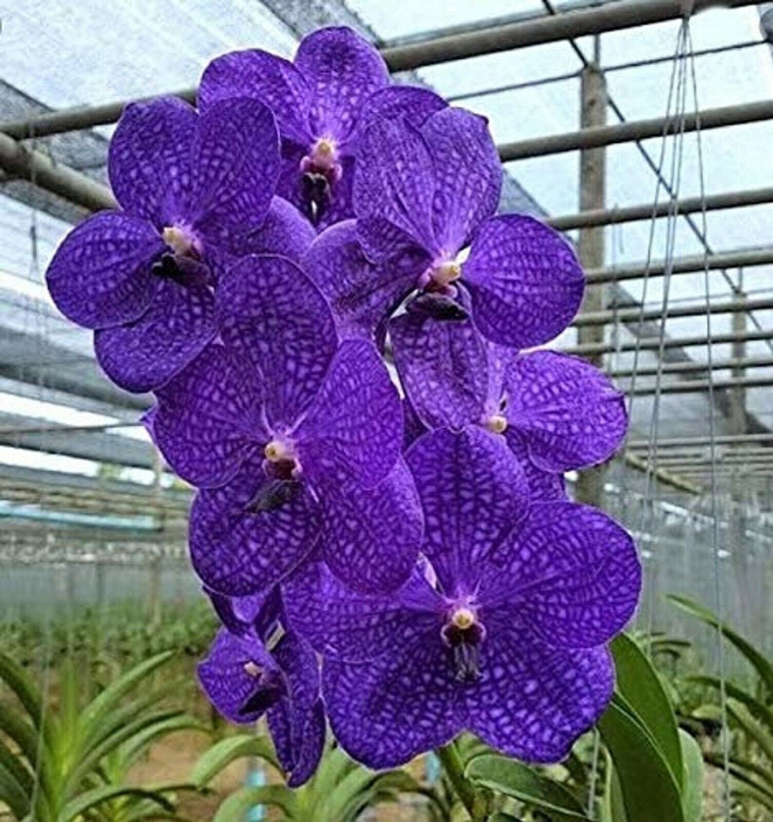 Hawaiian Vanda Orchid with Exotic Flowers