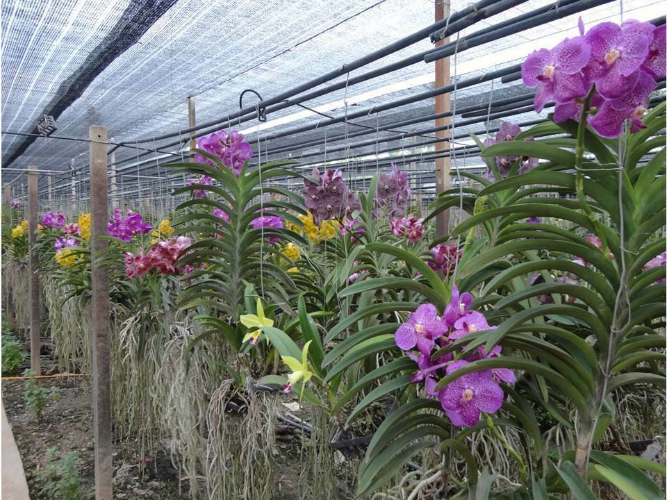 Hawaiian Vanda Orchid with Exotic Flowers