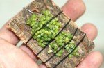 BULBOPHYLLUM MONILIFORME Micro Miniature Orchid Mounted