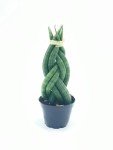Tropical Braided and Cylindrical Spear Plants