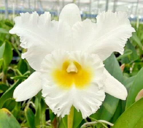 Mahina Yahiro White Cattleya Orchid
